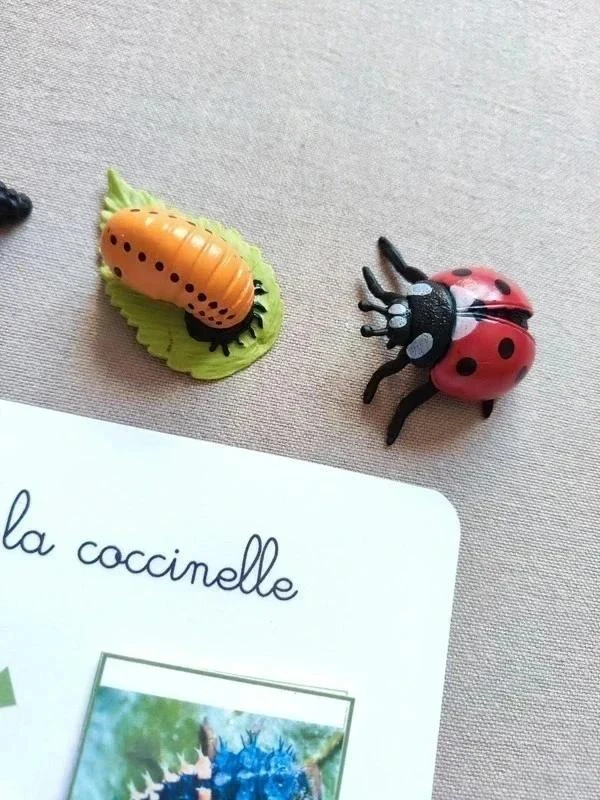 Kit ciclo de vida de una mariquita Montessori – photo 3